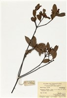 藏品(石斑木)的圖片